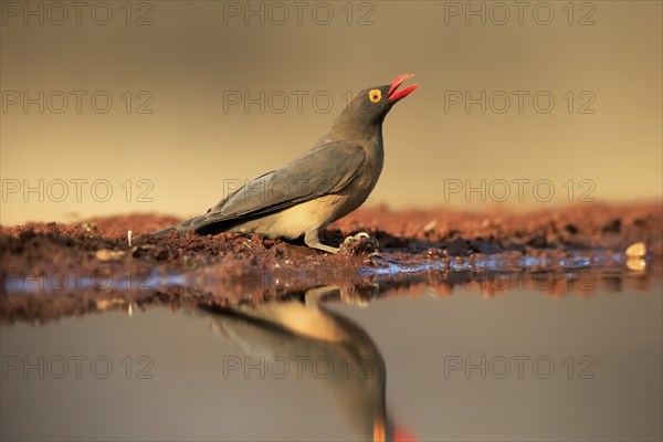 Red-billed oxpecker (Buphagus erythrorhynchus), adult, at the water, drinking, alert, Kruger National Park, Kruger National Park, Kruger National Park South Africa