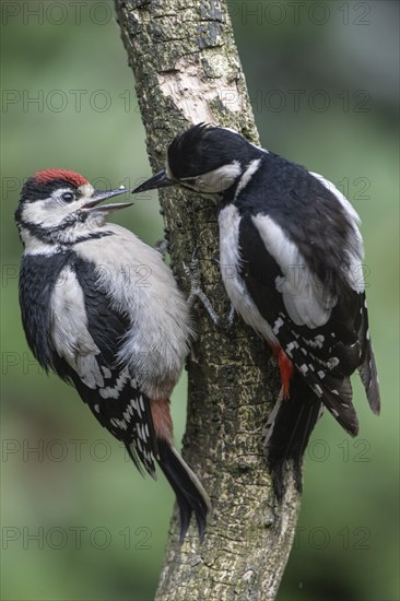 Great spotted woodpecker (Dendrocopos major), adult bird feeding young, Emsland, Lower Saxony, Germany, Europe