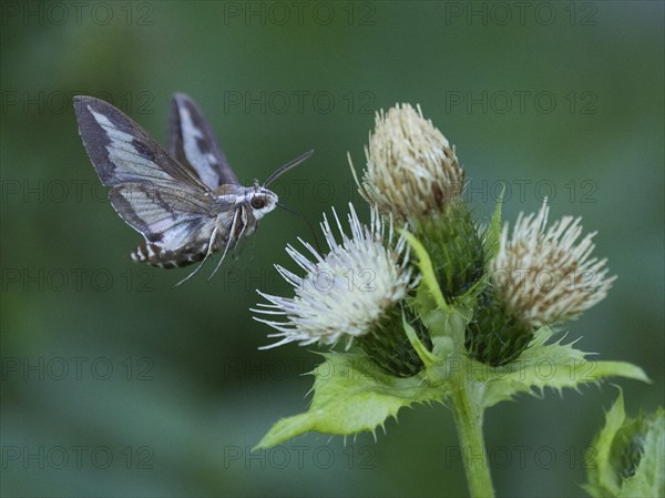 Bedstraw hawk-moth (Hyles gallii), feeding on nectar from a Marsh thistle flower (Cirsium palustre), County Hessen, Germany, Europe