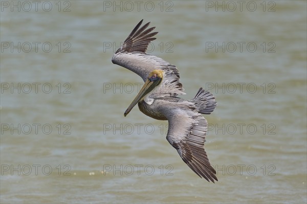 Brown Pelican, (Pelecanus occidentalis), Brown Pelican, approaching to fish in the sea, Flamingo, Everglades National Park, Florida, USA, North America