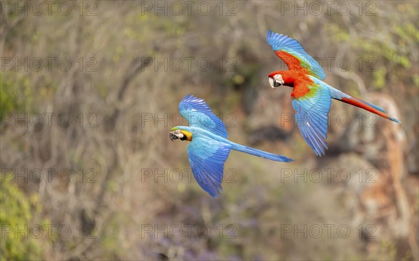 Yellow-breasted Macaw (Ara ararauna) and Green-winged Macaw (Ara chloropterus), Buraco das Araras, South Pantanal, Jardim, Mato Grosso do Sul, Brazil, South America