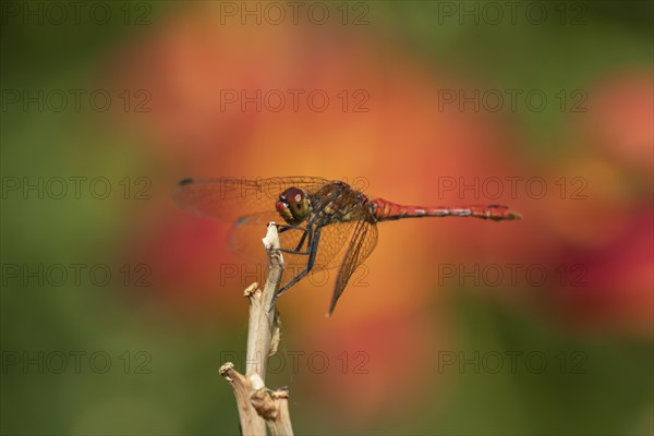 Ruddy darter dragonfly (Sympetrum sanguineum) adult male insect resting on a garden plant stem, England, United Kingdom, Europe