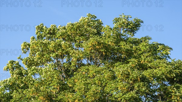 Wind in a Maple tree (Acer platanoides) leaf and fruit in Ystad, Scania, Sweden, Scandinavia, Europe