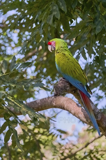 Great green macaw (Ara ambiguus) Costa Rica