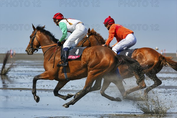 Two riders, horses at a gallop, gallop race in the mudflats, Duhner Wattrennen 2019, Duhnen, Cuxhaven, UNESCO World Heritage Wadden Sea, North Sea, Lower Saxony, Germany, Europe