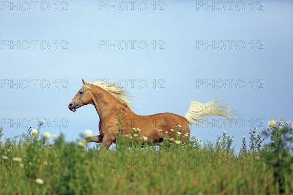 Andalusian, running, dun, horse