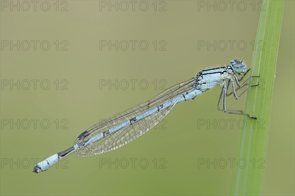 Common blue damselfly (Enallagma cyathigerum), male, North Rhine-Westphalia, Germany, Europe