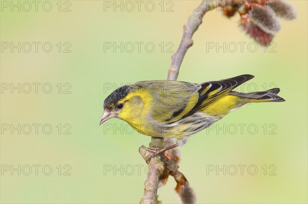 Eurasian siskin (Carduelis spinus) male sitting on a branch of a aspen (Populus tremula), songbirds, animals, birds, Siegerland, North Rhine-Westphalia, Germany, Europe