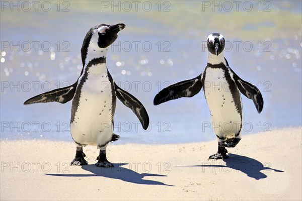 African penguin (Spheniscus demersus), pair, beach, Boulders, Simon's Town, Western Cape, South Africa, Africa