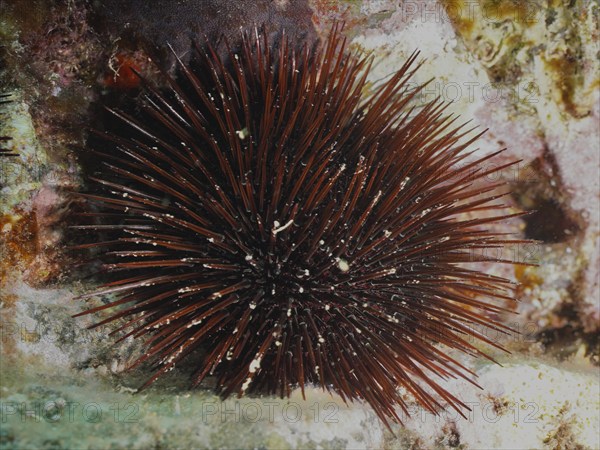 Brown sea urchin (Paracentrotus lividus) with long spines on a sea surface, dive site L'anse aux blés, Giens peninsula, Provence Alpes Côte d'Azur, France, Europe