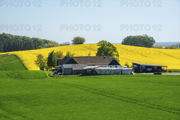 Landscape with farm and green and yellow crops in Sjörup, Ystad Municipality, Skåne County, Sweden, Scandinavia, Europe