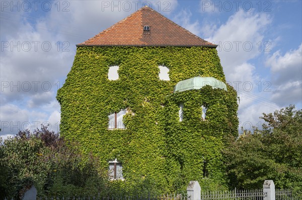 Villa overgrown with Wild Vine (Parthenocissus tricuspidata), Löpsinger Graben, Nördlingen, Bavaria, Germany, Europe