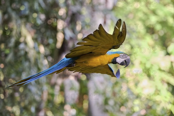 Yellow-breasted Macaw in flight (Ara ararauna) Colombia