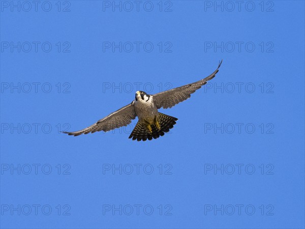 Peregrine Falcon (Falco peregrinus), adult male bird in flight, set against a blue sky, Hesse, Germany, Europe