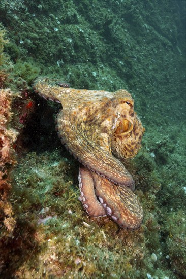 Octopus, Common Octopus (Octopus vulgaris), wriggling over the steeply sloping seabed, dive site Cap de Creus Marine Reserve, Rosas, Costa Brava, Spain, Mediterranean Sea, Europe