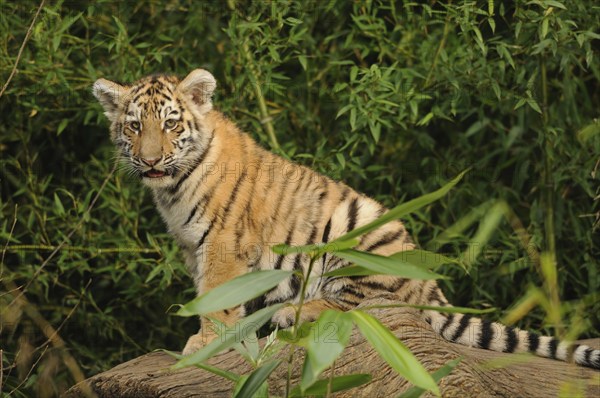 A tiger cub sitting on a tree trunk surrounded by bamboo, Siberian tiger (Panthera tigris altaica), captive, occurring in Russia, North Korea and China