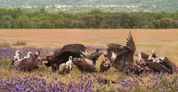 Cinereous vulture (Aegypius monachus) and griffon vulture (Gyps fulvus) at Luderplatz, Castilla y Leon, Spain, Europe