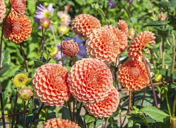 Flowering Dahlias (Dahlia), variety Cornel Bronze in the Dahlia Farm in Löderup, Ystad municipality, Skåne County, Sweden, Scandinavia, Europe