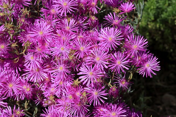 Midday flower (Delosperma), flower, in bloom, Kirstenbosch Botanical Gardens, Cape Town, South Africa, Africa