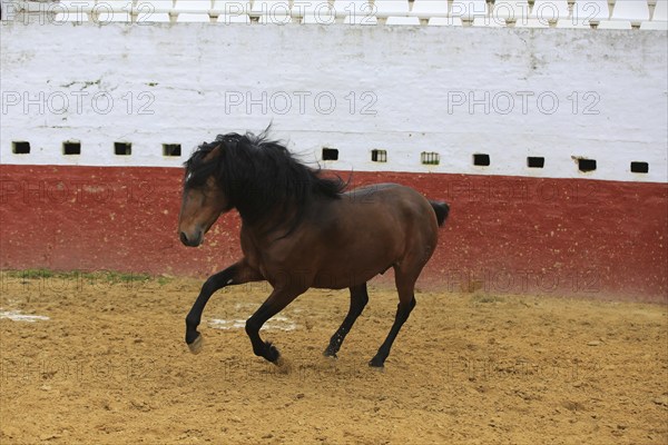 Andalusian horse, jumping, arena