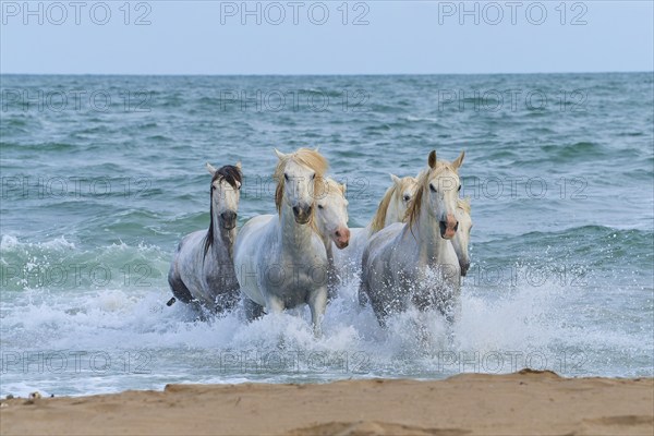 White Camargue horses galloping through the surf on the beach, dynamic and powerful scene, Camargue, France, Europe