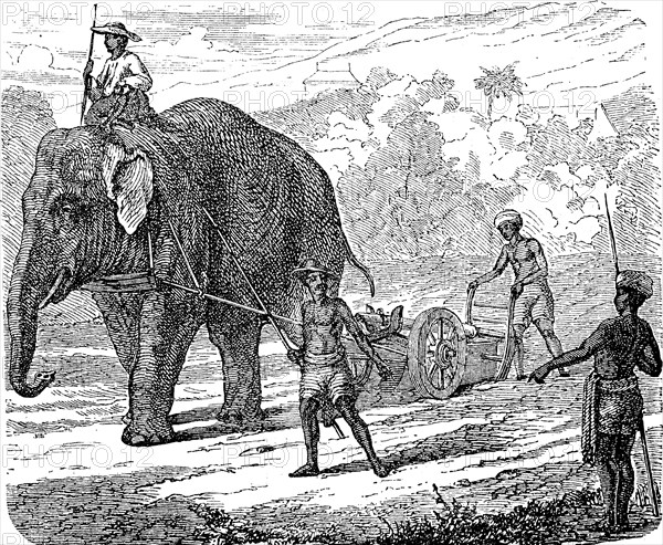 Agriculture, tillage in India, ploughing with an elephant, 1880, Historic, digital reproduction of an original 19th century model