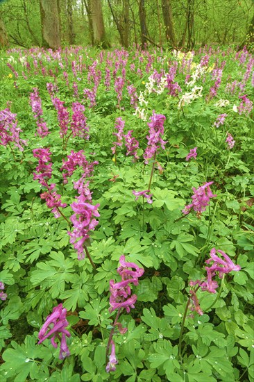 Flowering Hollow larkspur (Corydalis cava), on the forest floor, trees in the background, Bullau, Erlensee, Hanau, Hesse, Germany, Europe