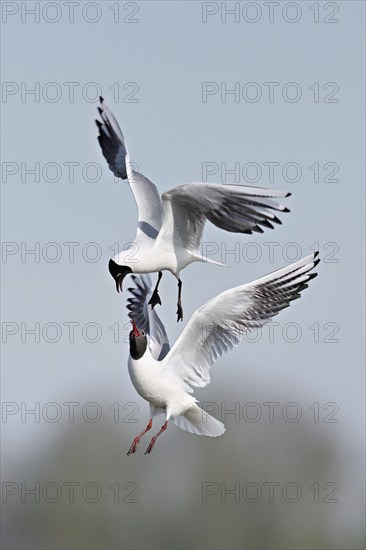 Black-headed gulls (Larus ridibundus), fighting and quarrelling in flight, Texel, West Frisian Islands, province of North Holland, Netherlands