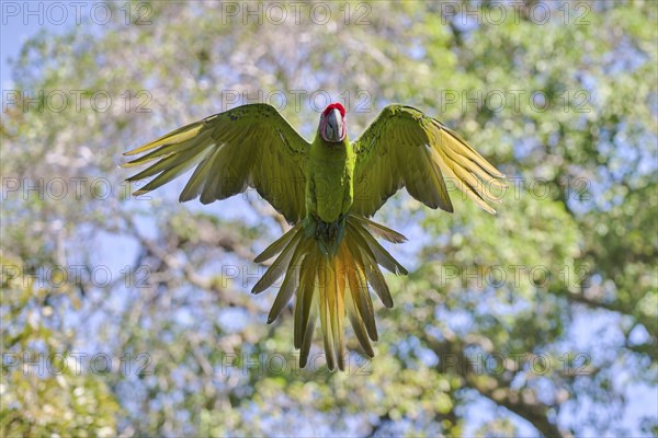 Great green macaw in flight (Ara ambiguus) Costa Rica