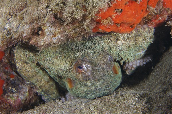 An octopus, Common Octopus (Octopus vulgaris), peeks out of its rocky niche between red sea sponges, dive site Roca Jolia, Las Galletas, Tenerife, Canary Islands, Spain, Europe