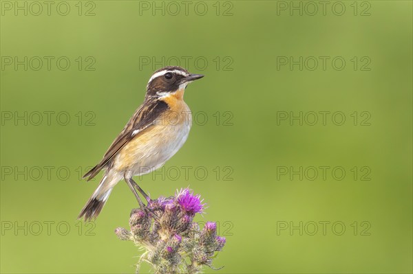 Whinchat (Saxicola rubetra), male standing on marsh thistle (Cirsium palustre), songbirds, animals, birds, North Rhine-Westphalia, Germany, Europe