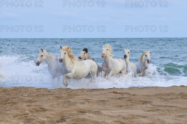 White Camargue horses gallop through the shallow water by the sea along a sandy beach, Camargue, France, Europe