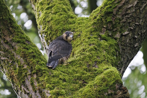 Peregrine falcon (Falco peregrinus), Germany, Europe