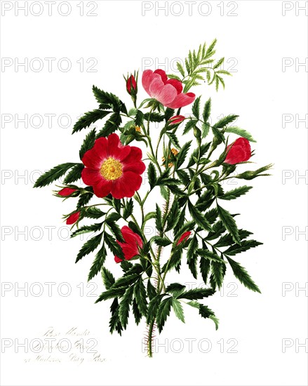 Rosa blanda, Rose, Historic rose, Rose cultivar, Illustration from 1799, Historic, digitally restored reproduction from a 19th century original, Record date not stated