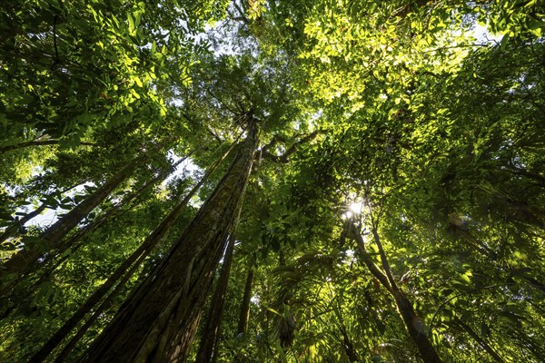 Dense vegetation in the tropical rainforest, roots of a strangler fig on a tree, view upwards, Corcovado National Park, Osa, Puntarena Province, Costa Rica, Central America