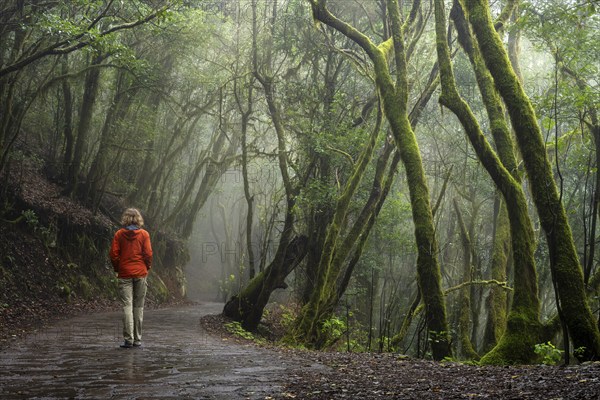 A hiker on a hiking trail in the cloud forest. Laurel trees with moss and lichen. Foggy weather. Garajonay National Park, La Gomera, Canary Islands, Spain, Europe