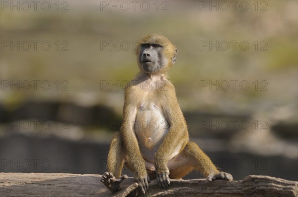 A young baboon sits attentively on a tree trunk, Guinea baboon (Papio papio), captive, Germany, Europe