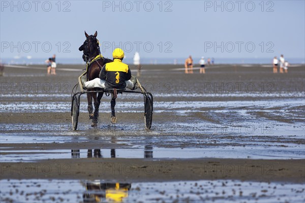 Horse with sulky, trotter, horse-drawn carriage, trotting race in the mudflats, Duhner Wattrennen 2019, Duhnen, Cuxhaven, UNESCO World Heritage Wadden Sea, North Sea, Lower Saxony, Germany, Europe