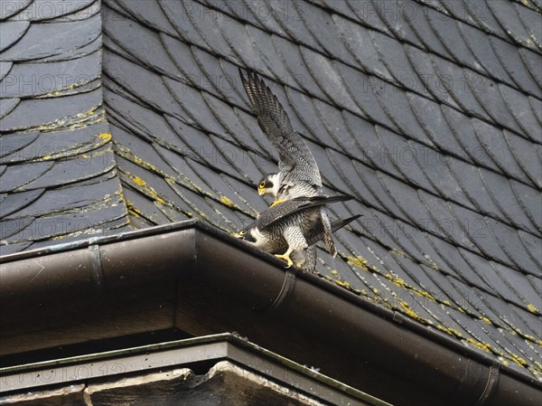 Peregrine Falcons (Falco peregrinus), adult pair copulateing on a church tower roof, beside their nest, Hesse, Germany, Europe