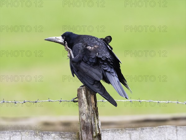 Rook (Corvus frugilegus), adult bird, scratching its head with its foot, Hesse, Germany, Europe