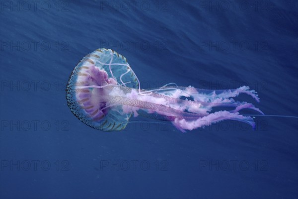 Elegant luminous jellyfish (Pelagia noctiluca) floating in the blue depths of the ocean, dive site Cap de Creus Marine Protected Area, Rosas, Costa Brava, Spain, Mediterranean Sea, Europe