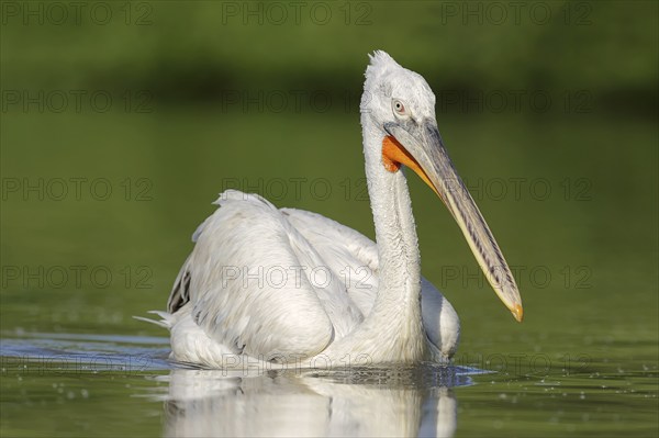 Dalmatian Pelican (Pelecanus crispus), swimming, Lake Kerkini, Central Macedonia, Greece, Europe