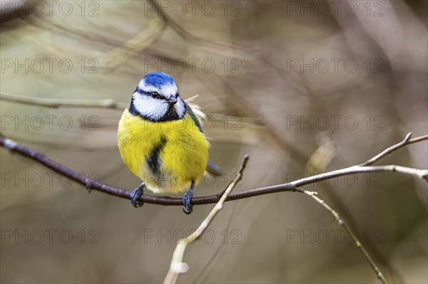 Blue Tit, Cyanistes Caeruleus, bird in forest at winter