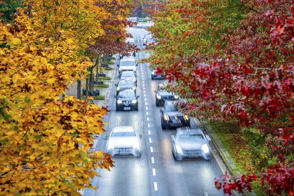 Autumn, road traffic, inner-city, trees in autumnal colours line a 4-lane road, symbolic image, Bottroper Straße in Essen, North Rhine-Westphalia, Germany, Europe