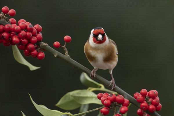 European goldfinch (Carduelis carduelis) adult bird on a Holly tree branch with red berries in winter, England, United Kingdom, Europe