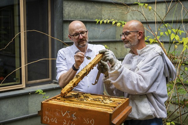 Jens Ardelt and State Secretary Thomas Kralinski hiving a beehive. Since the beginning of 2023, 500, 000 new employees have been working in the Saxon Ministry of Labour: Eight bee colonies have been busily collecting nectar for honey ever since. Beekeeper Rico Heinzig (MyHoney GmbH from Meißen) has been known throughout Germany since his legal dispute with satirist Jan Böhmermann. MyHoney currently looks after over 200 bee colonies. In 2022, the organic beekeeping business received the international London Money Award in Gold, beekeeper at the Saxon Ministry of Labour, Dresden, Saxony, Germany, Europe