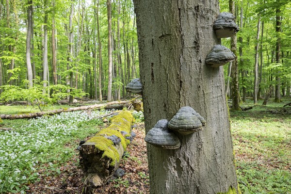 Near-natural deciduous forest, copper beech (Fagus sylvatica) deadwood overgrown with moss and tinder fungus (Fomes fomentarius), Hainich National Park, Thuringia, Germany, Europe