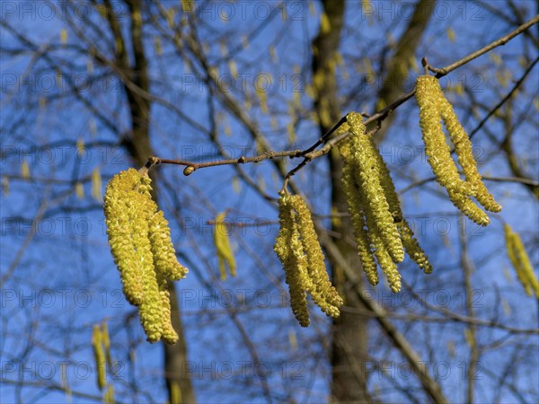 Flowering Common hazel, Hazelnut bush, Hazel bush, Drateln, Hagnuss, Common hazel, Common hazelnut, Klöterbusch, Waldhasel, Klaeterbusk Kätzlein, Hüselte, Hasselstruk Hesse (Corylus avellana)