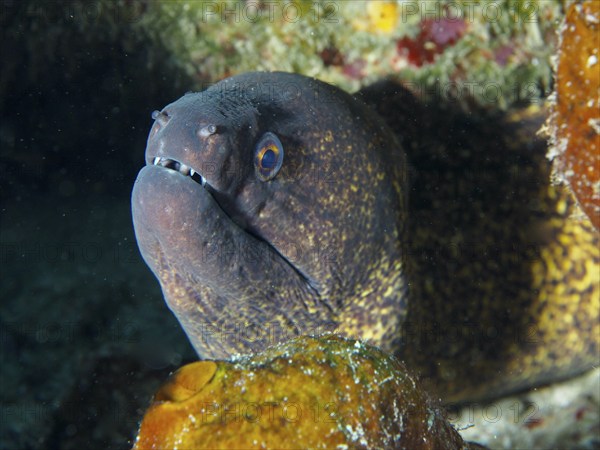 A sooty moray eel (Gymnothorax flavimarginatus) in the ocean looks curiously out of its hiding place between corals, dive site Close Encounters, Permuteran, Bali, Indonesia, Asia