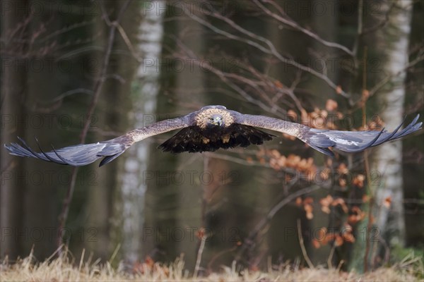 Golden eagle in flight (Aquila chrysaetos) Bavaria, Germany, Europe